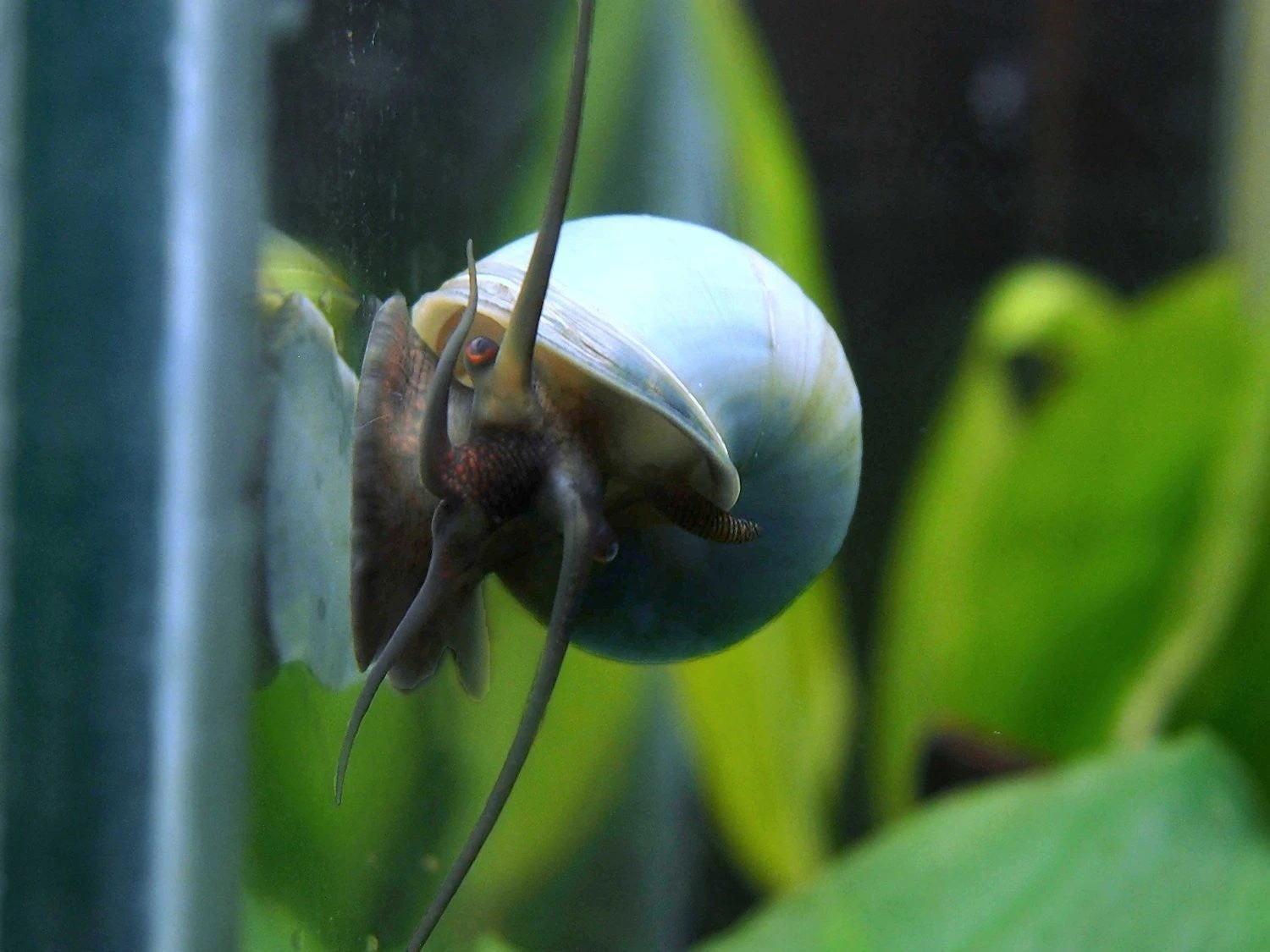 Ultimate Algae Cleaning Crew - 3 Different Types Of Snails! - Image 3