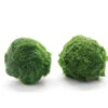 Nano Marimo Balls (0.5-1 Inch)