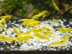 Golden Back Yellow Shrimp Breeder Combo Box