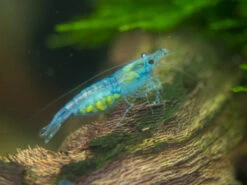 Sky Blue Velvet Shrimp Breeder Combo Box