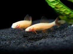Albino Rainbow Shark (Epalzeorhynchos Frenatum), Tank-Bred!