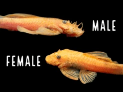 Super Red Bristlenose Pleco (Ancistrus Sp.), TANK-BRED!