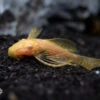 Longfin Albino Bristlenose Pleco (Ancistrus Cf. Cirrhosus) - Locally Bred!