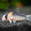 Adolfo's AKA Orange Burst Cory Catfish (Corydoras Adolfoi), TANK-BRED!!!