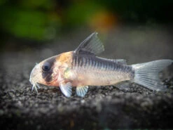 Adolfo's AKA Orange Burst Cory Catfish (Corydoras Adolfoi), TANK-BRED!!!