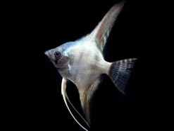 Avatar Turkey Green Angelfish (Pterophyllum Scalare "Avatar Turkey Green") - Tank-Bred!!!