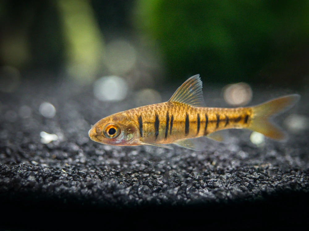 African Banded Barb (Barbus Fasciolatus), Tank-Bred!!! - Image 6