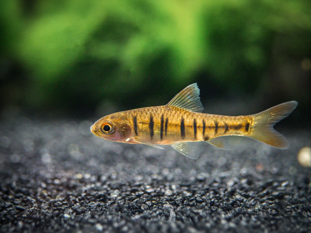 African Banded Barb (Barbus Fasciolatus), Tank-Bred!!! - Image 2