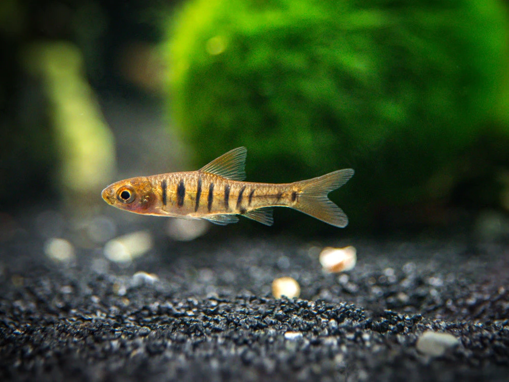 African Banded Barb (Barbus Fasciolatus), Tank-Bred!!! - Image 3