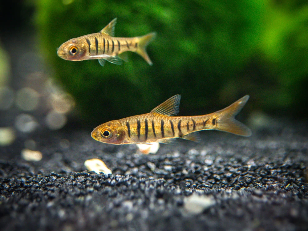 African Banded Barb (Barbus Fasciolatus), Tank-Bred!!!