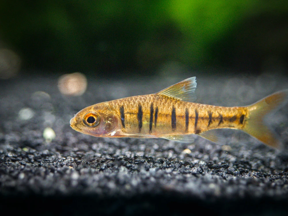 African Banded Barb (Barbus Fasciolatus), Tank-Bred!!! - Image 4