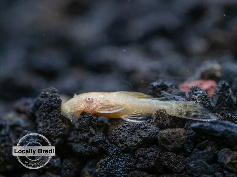 Albino Bristlenose Pleco (Ancistrus Cf. Cirrhosus) - Locally Bred! - Image 3