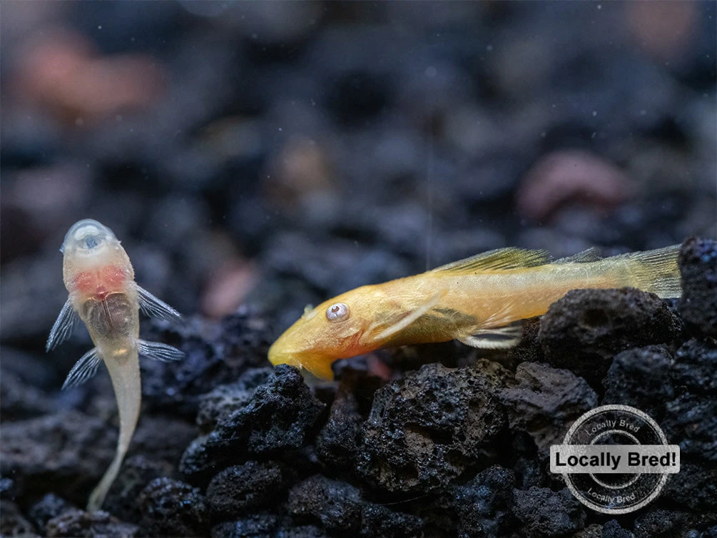 Albino Bristlenose Pleco (Ancistrus Cf. Cirrhosus) - Locally Bred! - Image 4