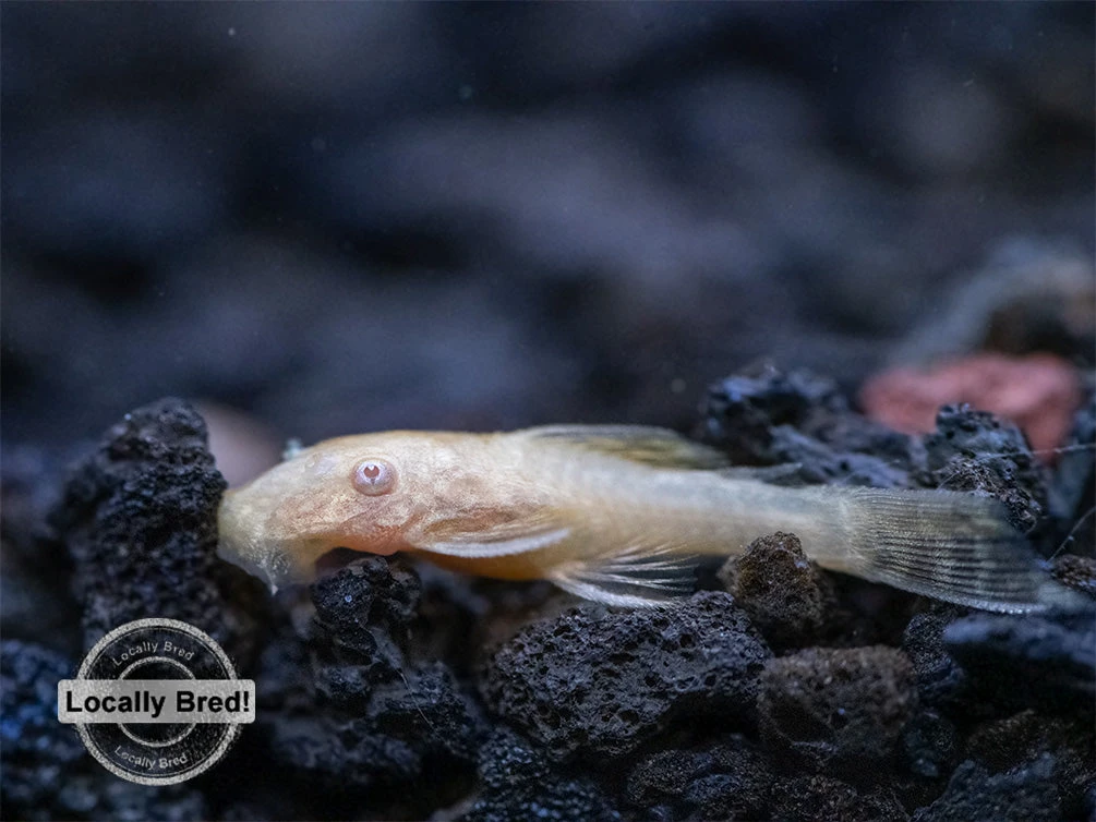 Albino Bristlenose Pleco (Ancistrus Cf. Cirrhosus) - Locally Bred! - Image 5