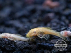 Albino Bristlenose Pleco (Ancistrus Cf. Cirrhosus) - Locally Bred!