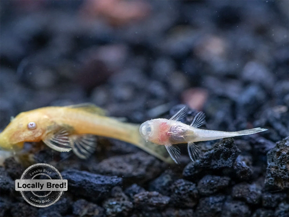 Albino Bristlenose Pleco (Ancistrus Cf. Cirrhosus) - Locally Bred! - Image 7