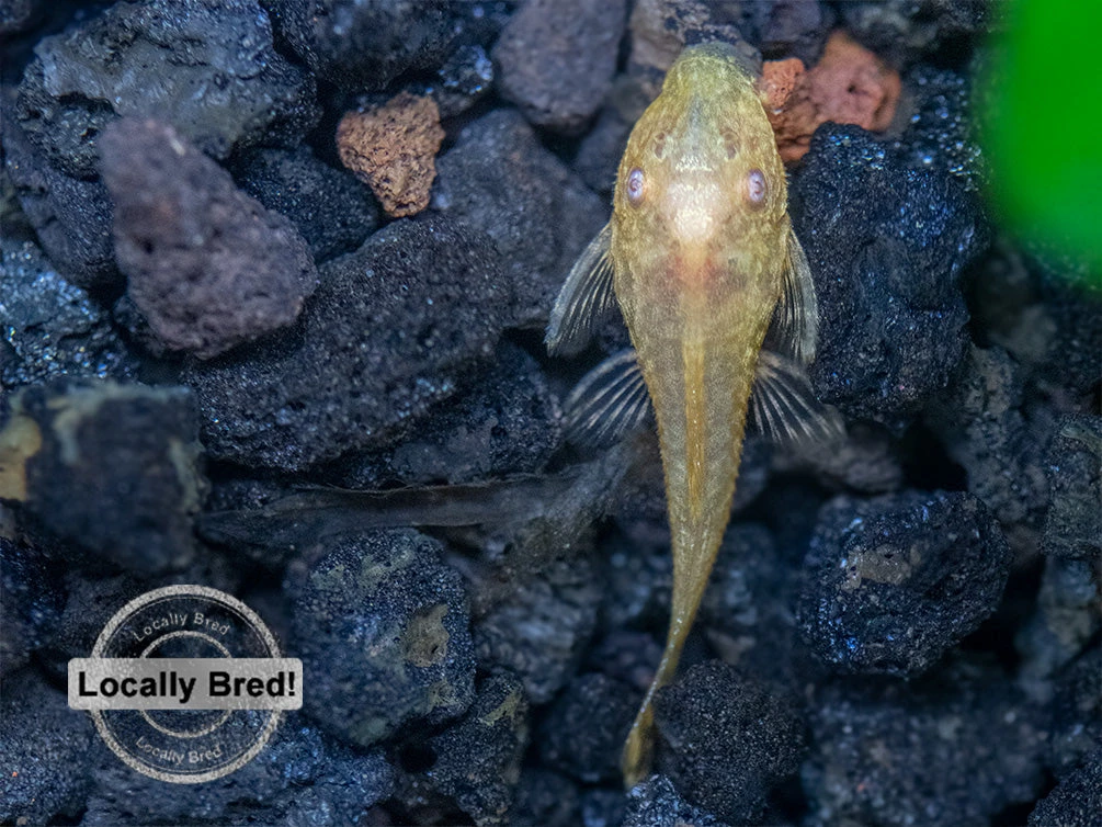 Albino Bristlenose Pleco (Ancistrus Cf. Cirrhosus) - Locally Bred! - Image 8