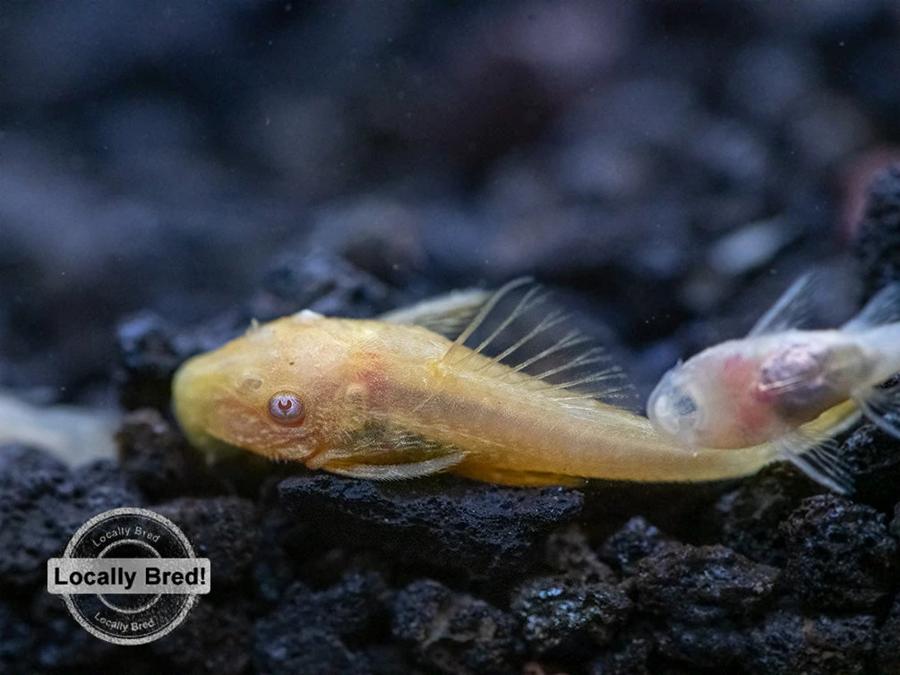 Albino Bristlenose Pleco (Ancistrus Cf. Cirrhosus) - Locally Bred! - Image 9