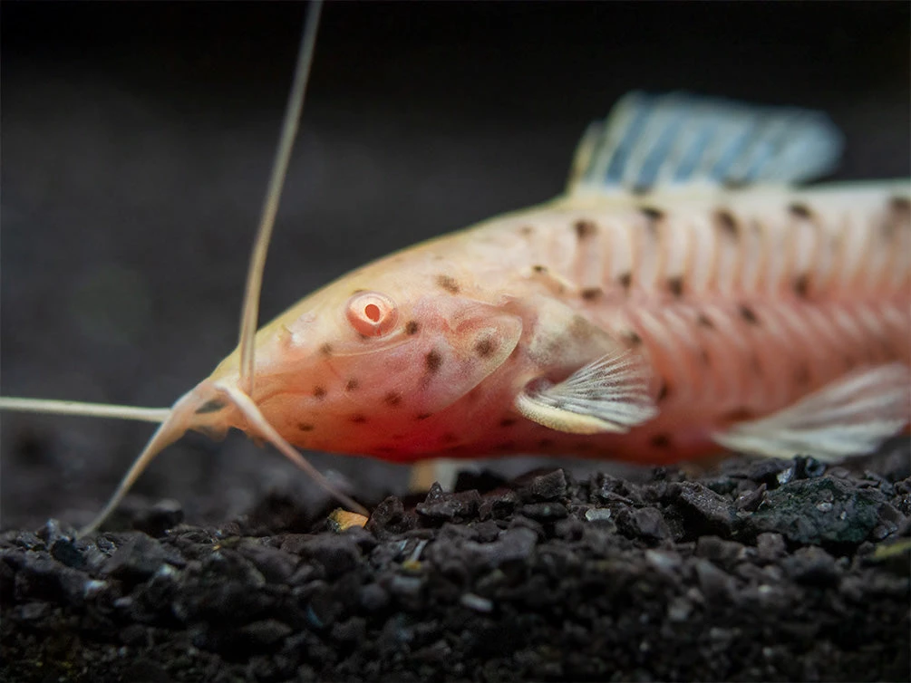 Albino Spotted Hoplo Catfish (Megalechis Thoracata), Captive-Bred! - Image 2