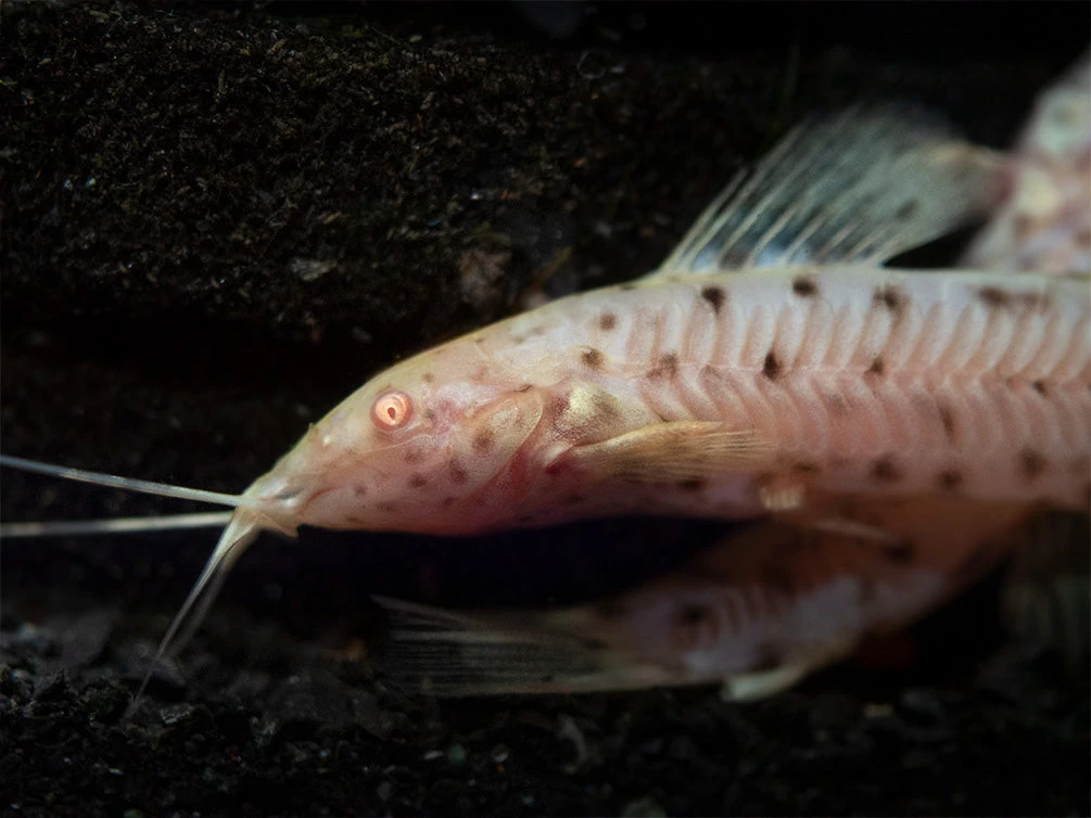 Albino Spotted Hoplo Catfish (Megalechis Thoracata), Captive-Bred! - Image 3