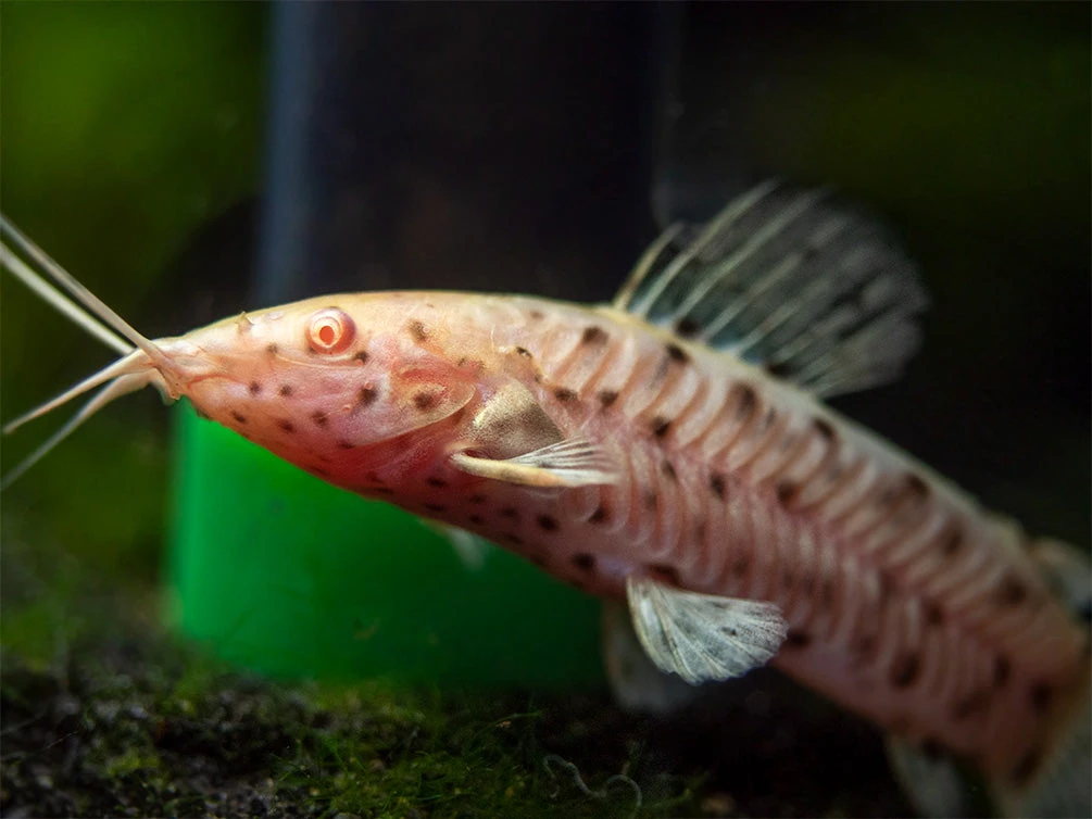 Albino Spotted Hoplo Catfish (Megalechis Thoracata), Captive-Bred! - Image 4