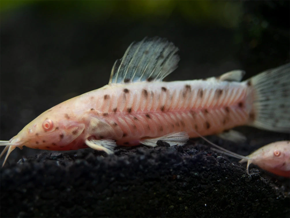 Albino Spotted Hoplo Catfish (Megalechis Thoracata), Captive-Bred! - Image 5
