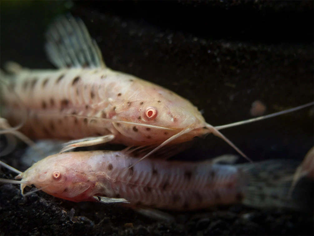 Albino Spotted Hoplo Catfish (Megalechis Thoracata), Captive-Bred! - Image 6