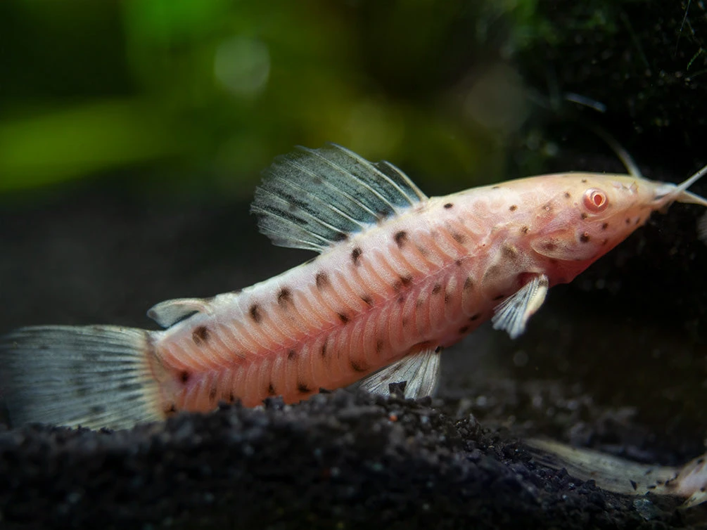 Albino Spotted Hoplo Catfish (Megalechis Thoracata), Captive-Bred!