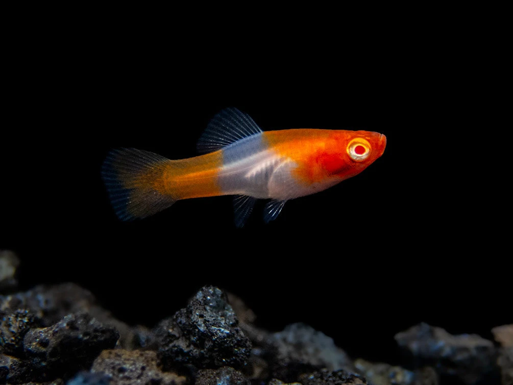 Albino Koi Kohaku Swordtail (Xiphophorus Helleri), Tank-Bred - Image 5