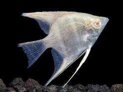 Albino Peruvian Altum Angelfish (Pterophyllum Scalare "Peruvian Altum"), Tank-Bred