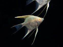 Albino Angelfish (Pterophyllum Scalare), Tank Bred