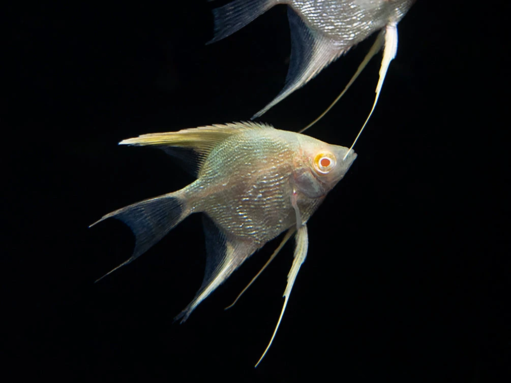 Albino Angelfish (Pterophyllum Scalare), Tank Bred