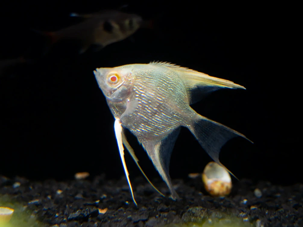 Albino Angelfish (Pterophyllum Scalare), Tank Bred - Image 3
