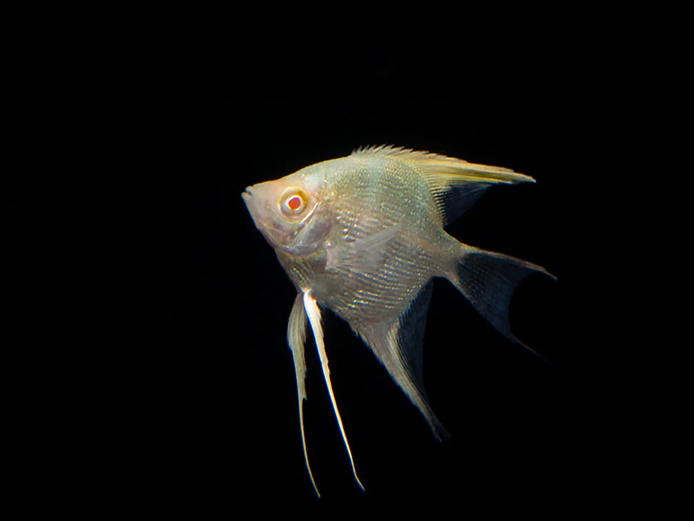 Albino Angelfish (Pterophyllum Scalare), Tank Bred - Image 4