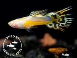 Albino Gold Saddle Guppy (Poecilia Reticulata), BREDBY: Aquatic Arts