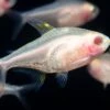 Albino Golden X-Ray Tetra (Pristella Maxillaris), Tank Bred