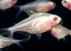 Albino Golden X-Ray Tetra (Pristella Maxillaris), Tank Bred