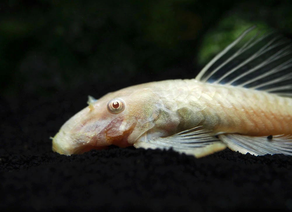 Albino Bristlenose Pleco (Ancistrus Cf. Cirrhosus "Albino") - Tank-Bred! - Image 3