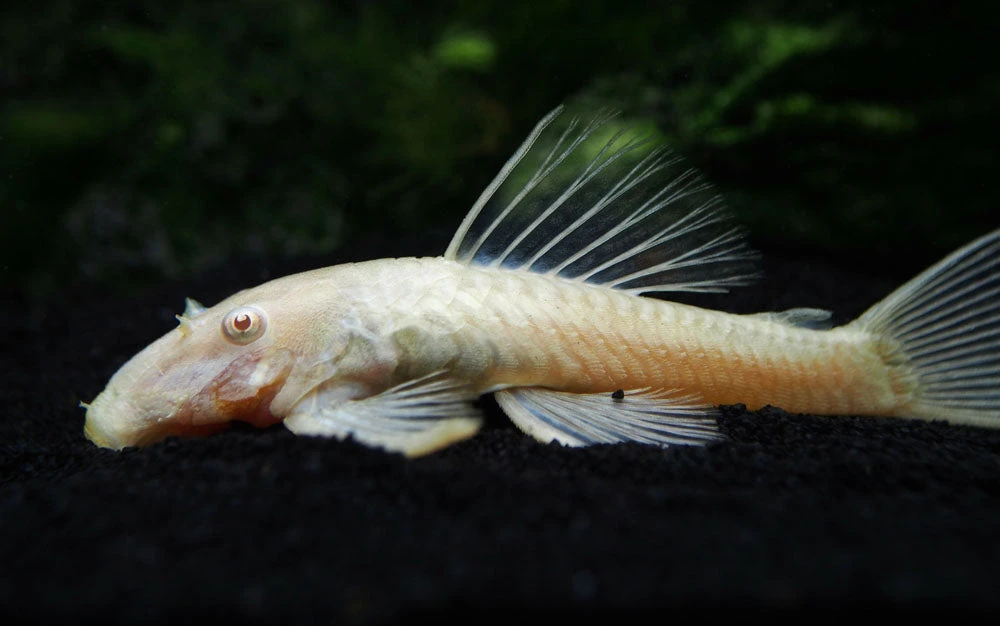 Albino Bristlenose Pleco (Ancistrus Cf. Cirrhosus "Albino") - Tank-Bred! - Image 7