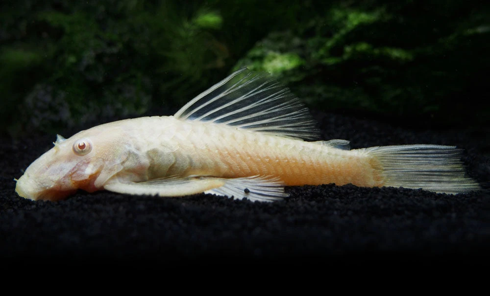 Albino Bristlenose Pleco (Ancistrus Cf. Cirrhosus "Albino") - Tank-Bred! - Image 13