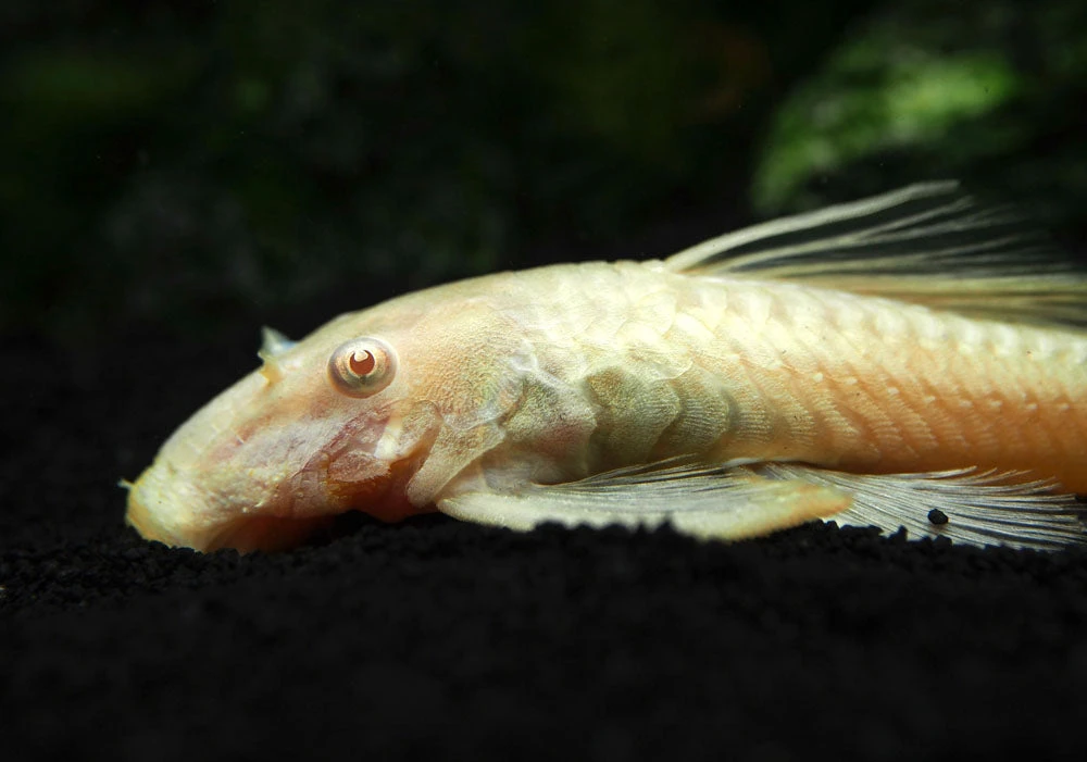 Albino Bristlenose Pleco (Ancistrus Cf. Cirrhosus "Albino") - Tank-Bred! - Image 16