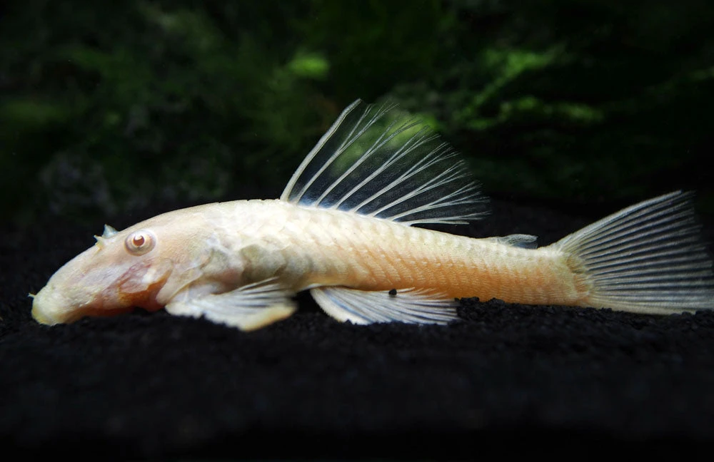 Albino Bristlenose Pleco (Ancistrus Cf. Cirrhosus "Albino") - Tank-Bred! - Image 10