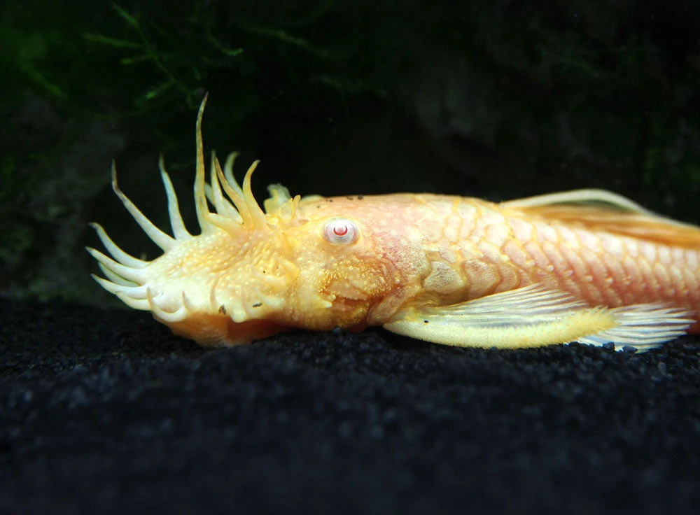 Albino Bristlenose Pleco (Ancistrus Cf. Cirrhosus "Albino") - Tank-Bred! - Image 2