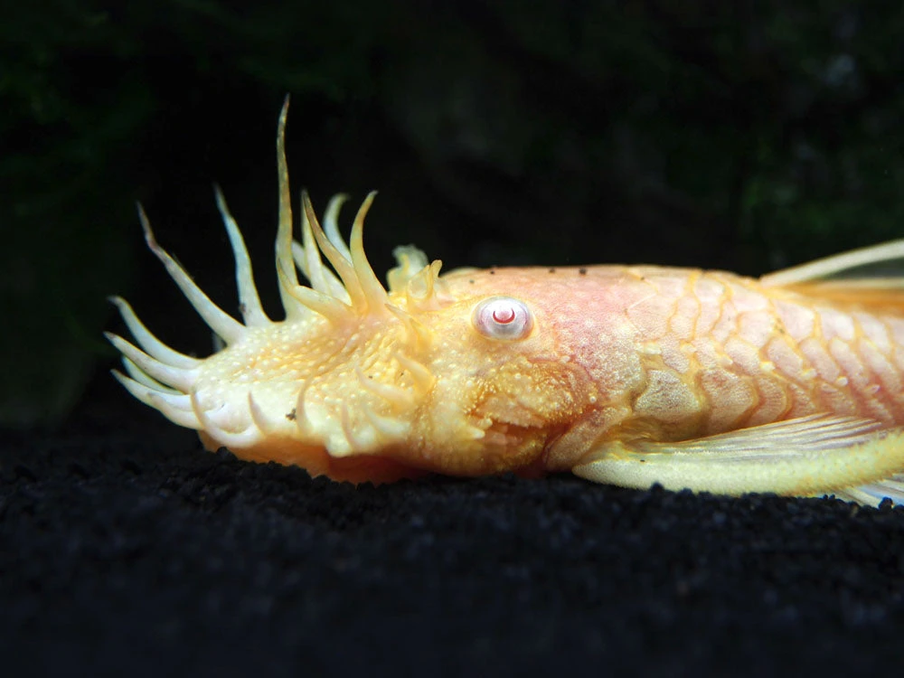 Albino Bristlenose Pleco (Ancistrus Cf. Cirrhosus "Albino") - Tank-Bred! - Image 9