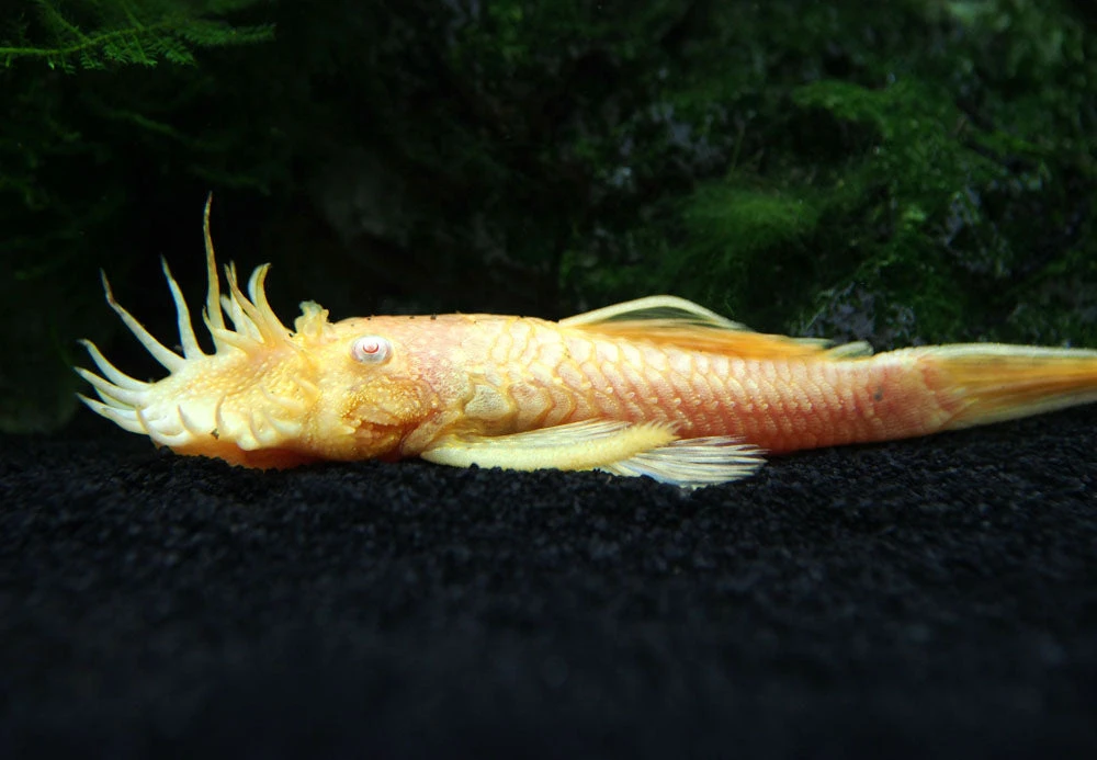 Albino Bristlenose Pleco (Ancistrus Cf. Cirrhosus "Albino") - Tank-Bred! - Image 6
