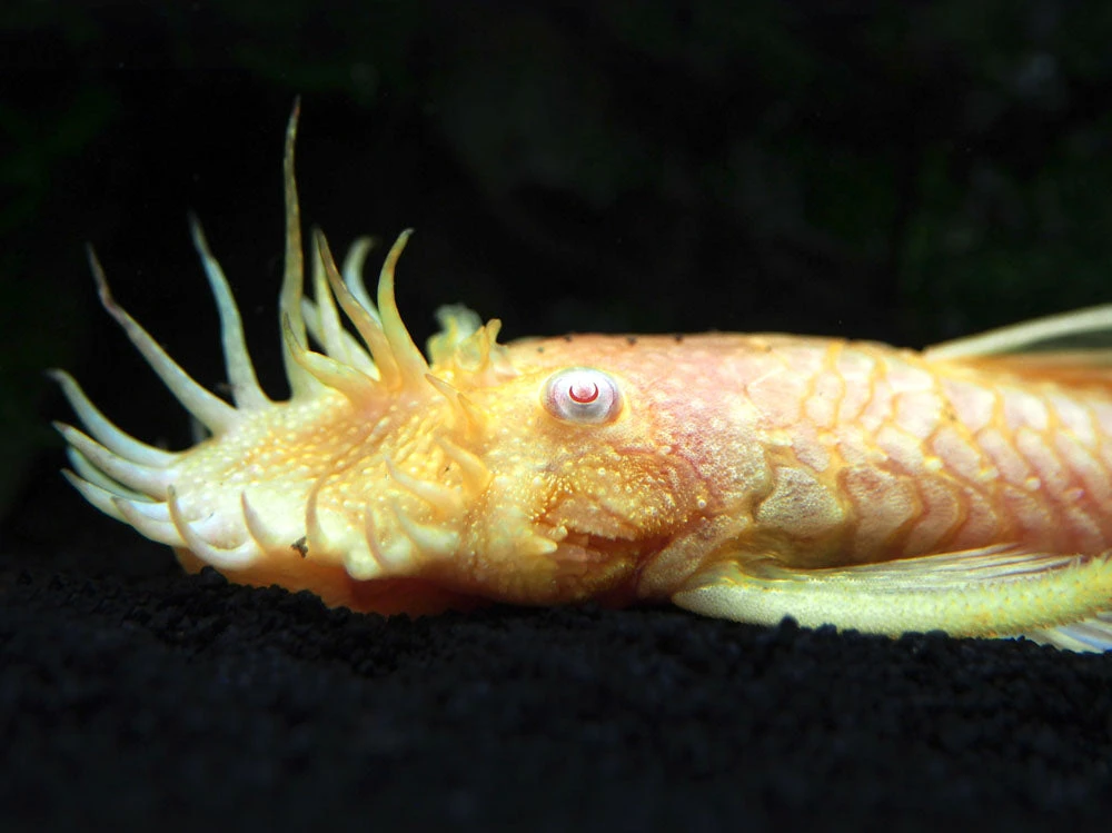 Albino Bristlenose Pleco (Ancistrus Cf. Cirrhosus "Albino") - Tank-Bred! - Image 12