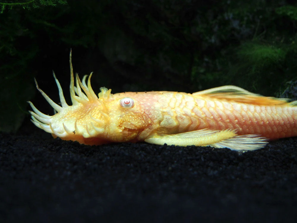 Albino Bristlenose Pleco (Ancistrus Cf. Cirrhosus "Albino") - Tank-Bred! - Image 15