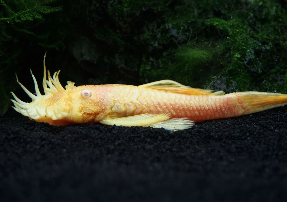 Albino Bristlenose Pleco (Ancistrus Cf. Cirrhosus "Albino") - Tank-Bred! - Image 18