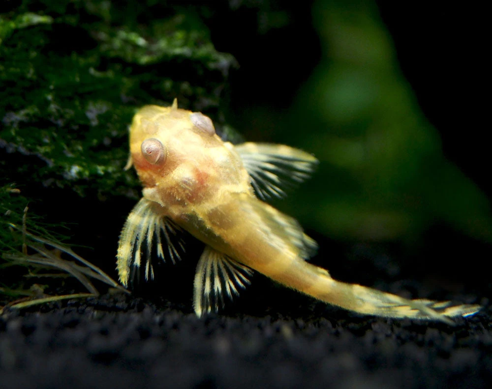 Albino L333 King Tiger Pleco, Juvenile (Hypancistrus Sp.), Tank-Bred! - Image 2