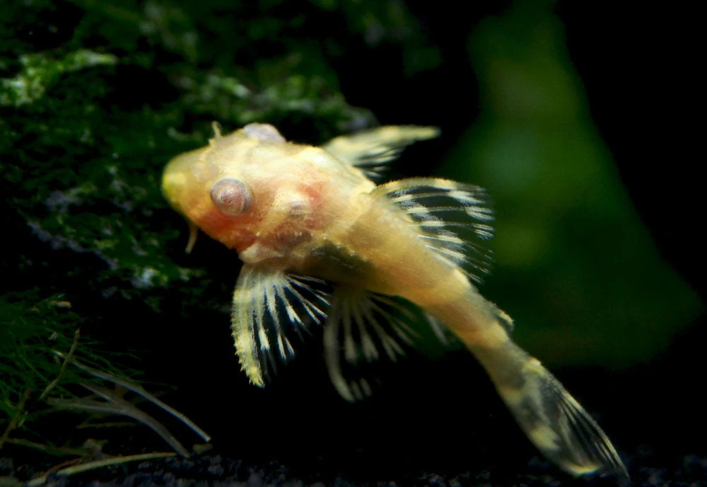 Albino L333 King Tiger Pleco, Juvenile (Hypancistrus Sp.), Tank-Bred! - Image 4